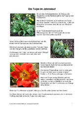 Die Tulpe im Jahreslauf-1-2.pdf